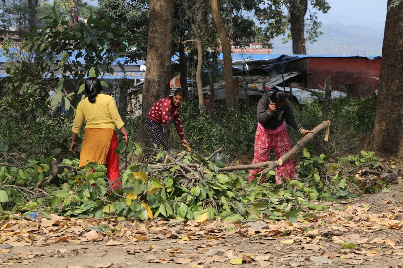 विद्यालयबाट फर्केपछि हँसिया र नाम्लो बोकेर जंगलतिर